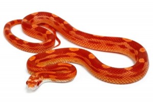 Pantherophis guttatus, albinos motley