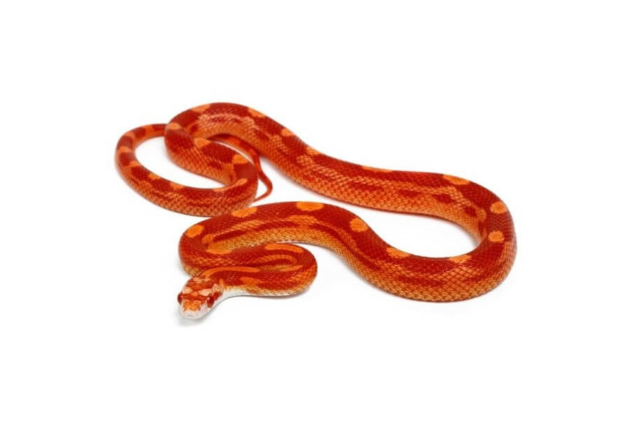 Pantherophis guttatus, albinos motley Pantherophis guttatus, albinos motley
