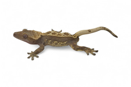 Correlophus (Rhacodactylus) ciliatus, subadultes phasés