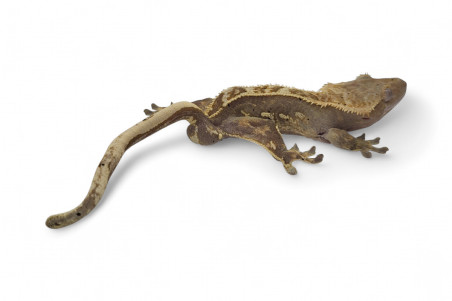 Correlophus (Rhacodactylus) ciliatus, subadultes phasés