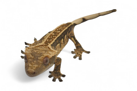 Correlophus (Rhacodactylus) ciliatus, subadultes phasés