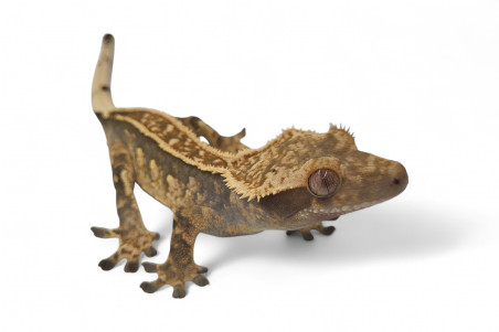 Correlophus (Rhacodactylus) ciliatus, subadultes phasés