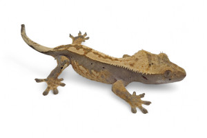 Correlophus (Rhacodactylus)...