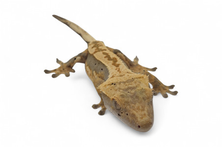 Correlophus (Rhacodactylus) ciliatus, subadultes phasés