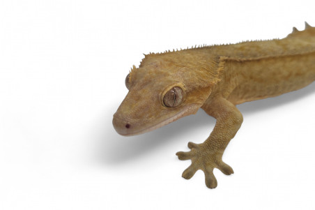 Correlophus (Rhacodactylus) ciliatus, subadultes phasés