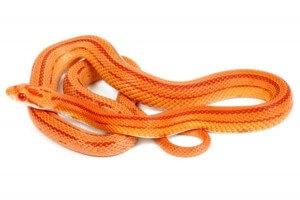 Pantherophis guttatus, albinos stripe