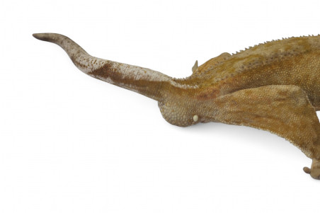 Correlophus (Rhacodactylus) ciliatus, subadultes phasés