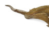 Correlophus (Rhacodactylus) ciliatus, subadultes phasés