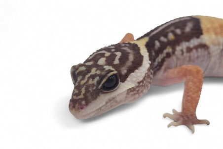 Eublepharis hardwickii, adulte