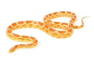 Pantherophis guttatus, albinos, mâle adulte