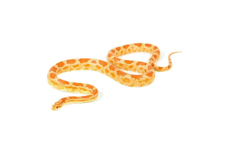 Pantherophis guttatus, albinos, mâle adulte