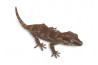 Rhacodactylus auriculatus