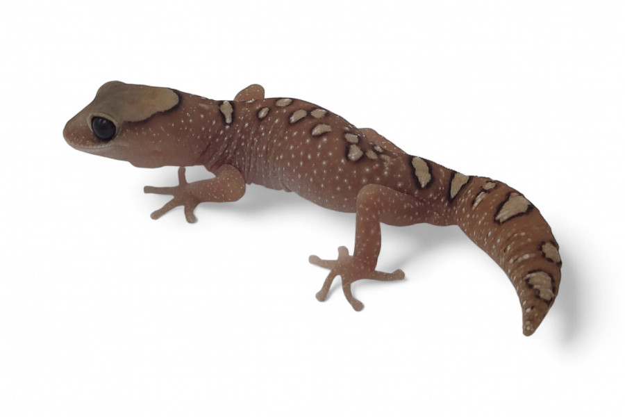 Diplodactylus galeatus