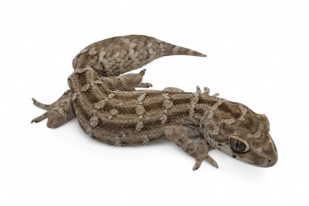 Hemidactylus imbricatus (Teratolepis fasciata)