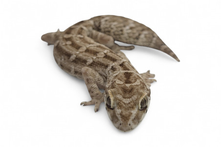 Hemidactylus imbricatus (Teratolepis fasciata)