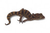 Cyrtodactylus (Geckoella) nebulosus