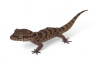 Cyrtodactylus (Geckoella) nebulosus