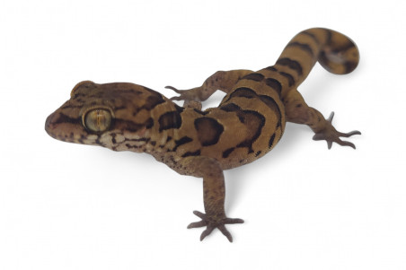 Cyrtodactylus (Geckoella) nebulosus