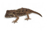 Tarentola (Geckonia) chazaliae