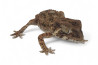 Tarentola (Geckonia) chazaliae