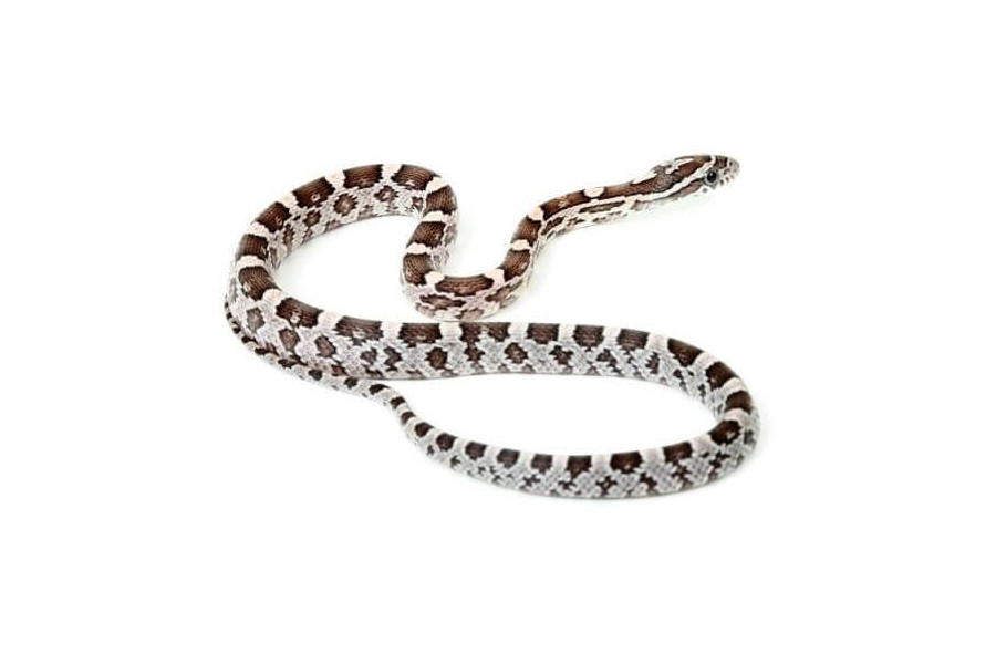Pantherophis guttatus, anérythristique