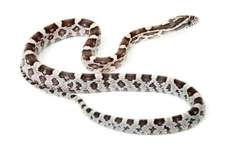 Pantherophis guttatus, anérythristique