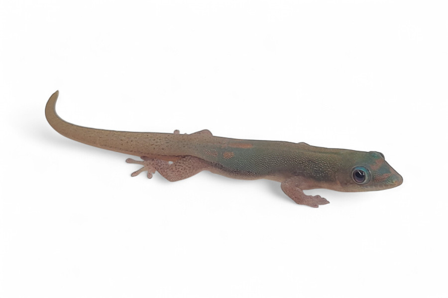 Phelsuma l. laticauda, blue line