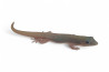 Phelsuma l. laticauda, blue line