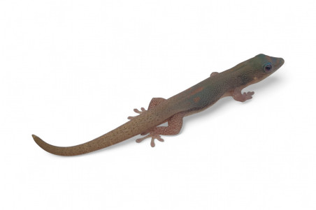 Phelsuma l. laticauda, blue line