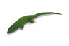 Phelsuma grandis, adulte NC