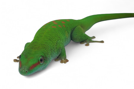 Phelsuma grandis, adulte NC