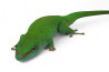 Phelsuma grandis, adulte NC