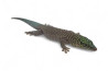 Phelsuma standingi, subadulte