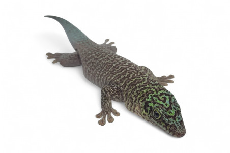 Phelsuma standingi, subadulte