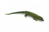 Phelsuma madagascariensis