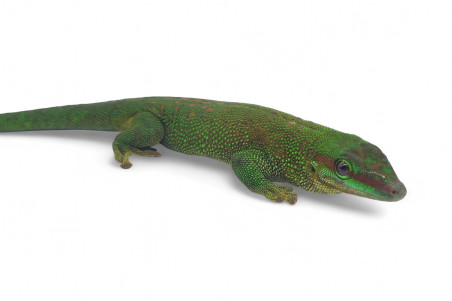 Phelsuma madagascariensis