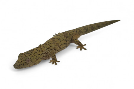 Eurydactylodes occidentalis