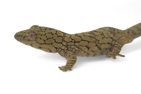 Eurydactylodes occidentalis