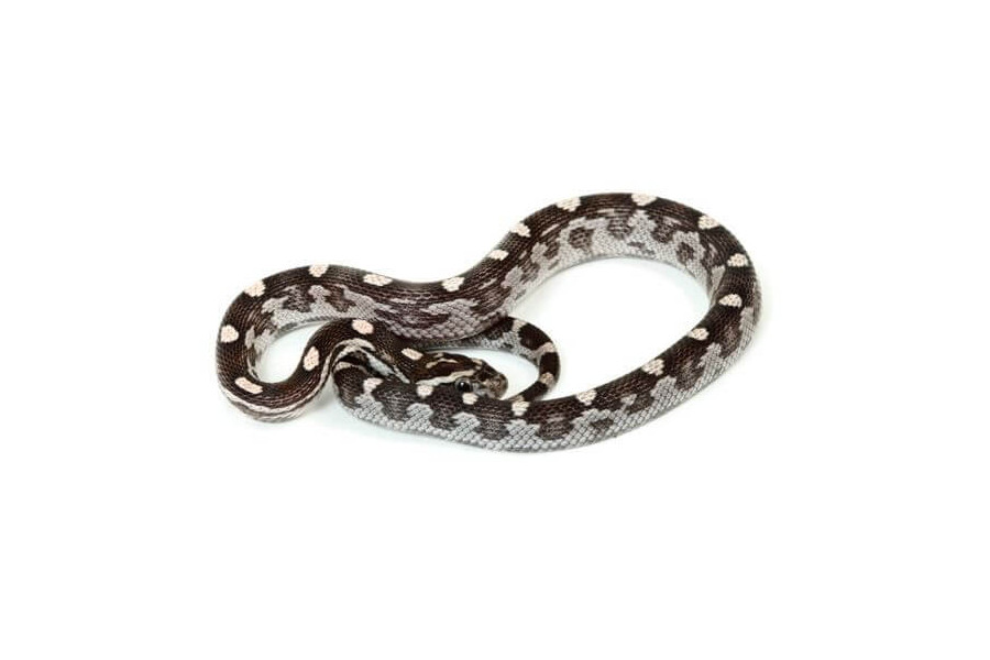 Pantherophis guttatus, anérythristique motley, femelle adulte