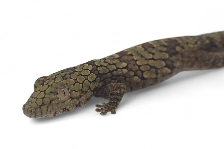 Eurydactylodes occidentalis