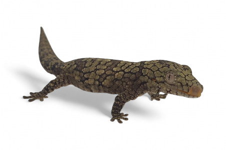 Eurydactylodes occidentalis