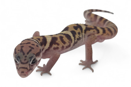 Coleonyx mitratus, NC