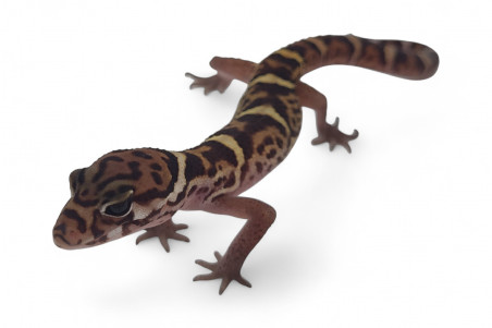 Coleonyx mitratus, NC