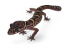 Coleonyx mitratus, NC