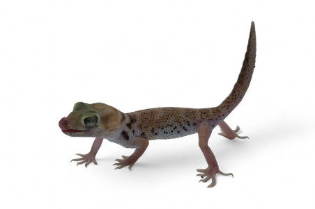 Teratoscincus przewalskii