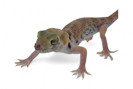 Teratoscincus przewalskii