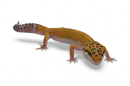 Eublepharis macularius, tangerine, adulte