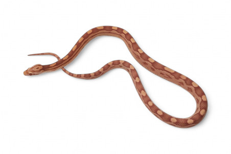 Pantherophis guttatus, albinos motley