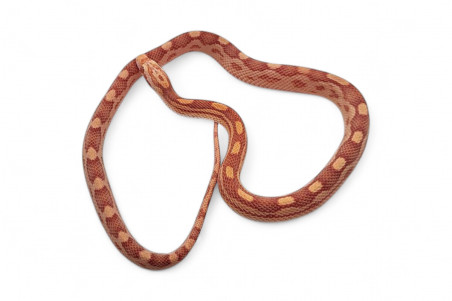 Pantherophis guttatus, albinos motley