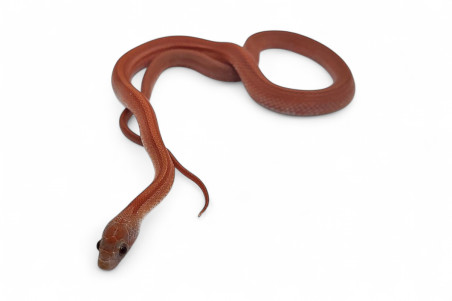 Pantherophis guttatus, hypo. bloodred stripe